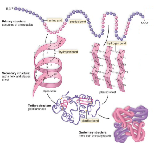 Proteine, Aminoacidi e Supplementi Proteici per la Crescita Muscolare